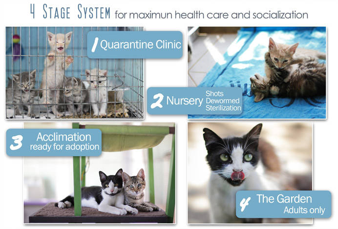 4 stage system - PuRR Project No-Kill Feline Shelter in Puerto Vallarta