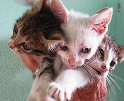 PuRR Project - Puerto Vallarta -handful of kittens