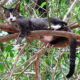 PuRR Project Newsletter - September 2016 - Cat in a tree