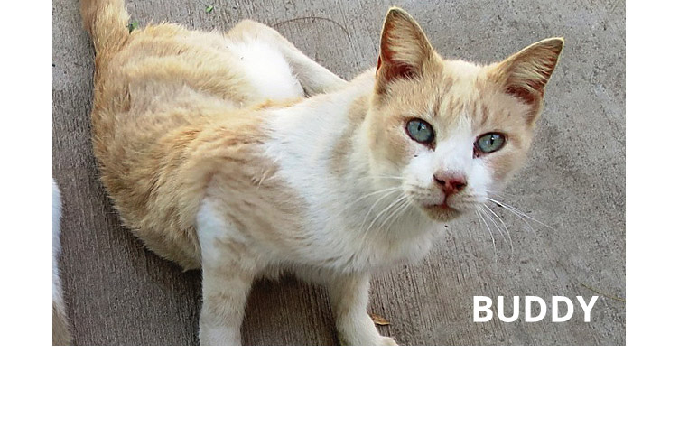 PuRR Project - Buddy