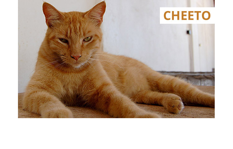 PuRR Project - Cheeto