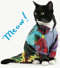 Fashion Show Cat