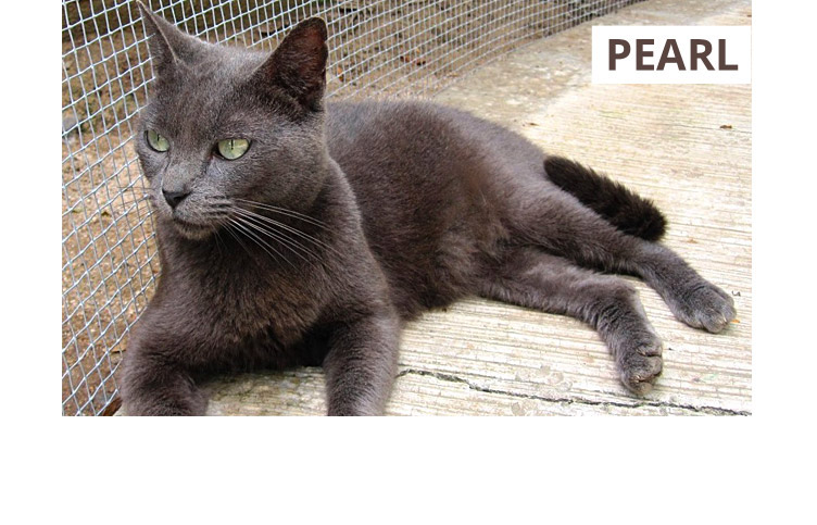 PuRR Project - Pearl