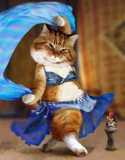 Cocktail Arabian Nights kitty