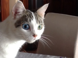 Bowie en PuRR en 2016