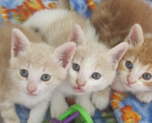 April 2018 Purr Project Newsletter 3 kittens