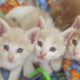 April 2018 Purr Project Newsletter 3 kittens