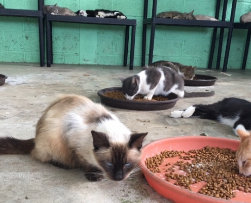 PuRR Project May 2018 Newsletter image of cats eating