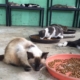 PuRR Project May 2018 Newsletter image of cats eating