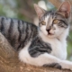 PuRR Project - July 2018 PuRR Project Newsletter - image of cat in tree