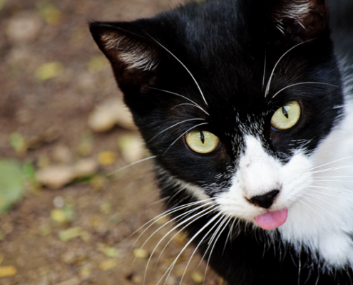 PuRR Project Newsletter November 2018 - Cat sticking out tongue