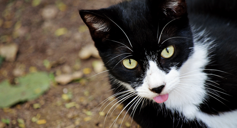 PuRR Project Newsletter November 2018 - Cat sticking out tongue