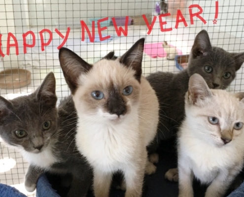 Purr Project Newsletter January 2019