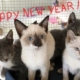 Purr Project Newsletter January 2019