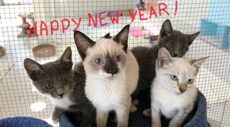 Purr Project Newsletter January 2019