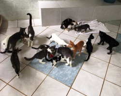 Kitties in nursery