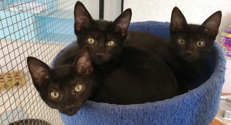 March 2019 PuRR Project Newsletter
