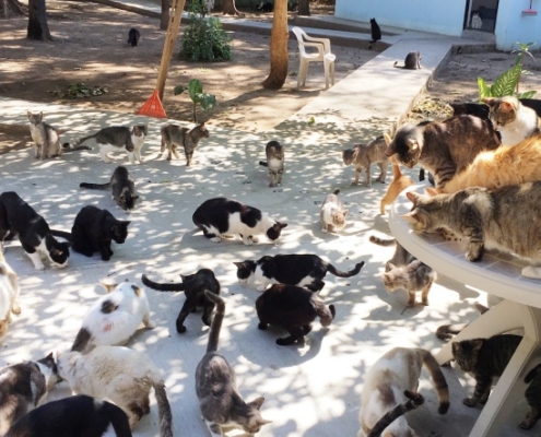 April 2019 Purr Project Newsletter