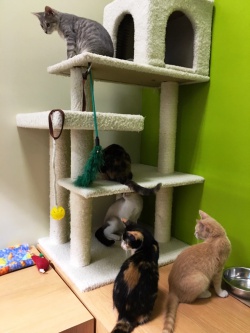 Kittens at PetCo