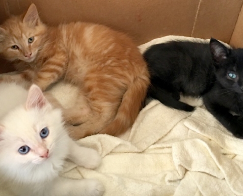 Purr Project Newsletter May 2019