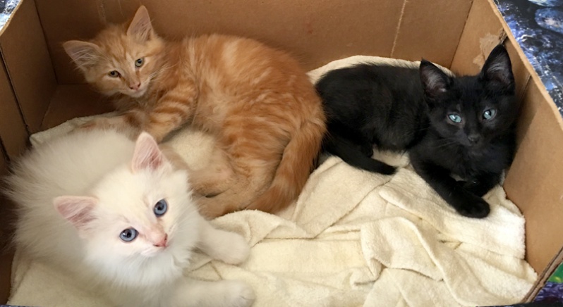 Purr Project Newsletter May 2019