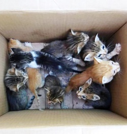 A box of kittens!