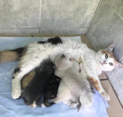 Rosa and her five kittens