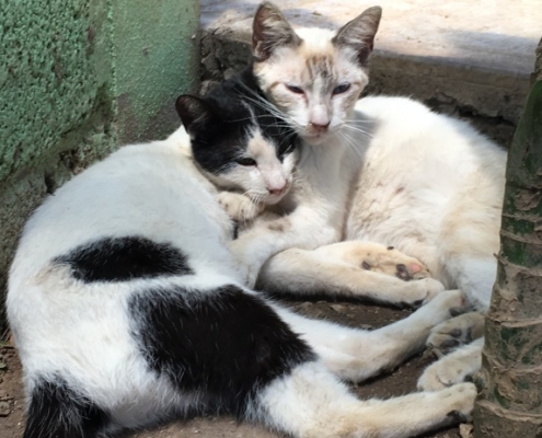 Puerto Vallarta - Purr Project Newsletter June 2019