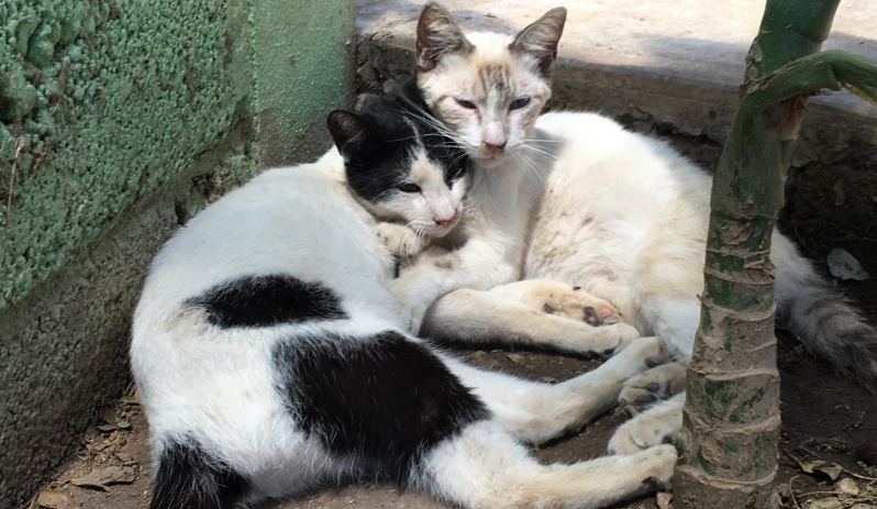 Puerto Vallarta - Purr Project Newsletter June 2019