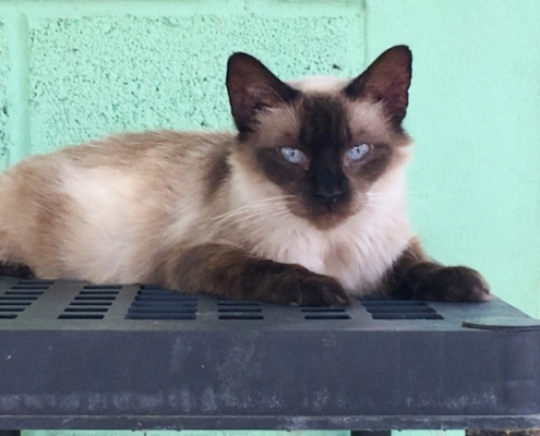 PuRR Project July 2019 newsletter- Puerto Vallarta