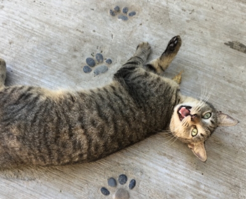 Purr Project August 2019 Newsletter - Puerto Vallarta