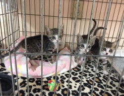 New kittens Feliz, Hope & Mercy
