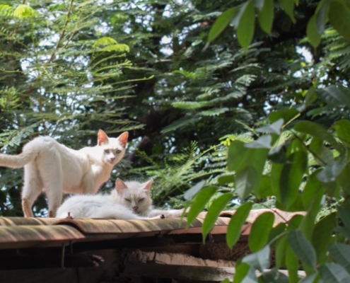 PuRR Project - Puerto Vallarta - September Newsletter