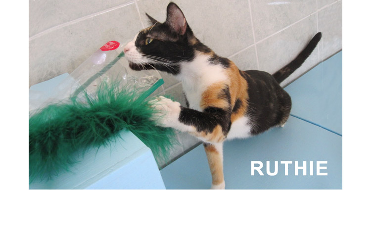 Ruthie Virtual adoption cat at PuRR Project in Puerto Vallarta