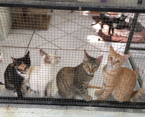 Purr Project October 2019 Newsletter