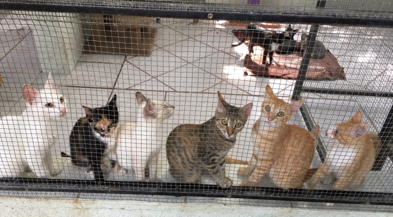 Purr Project October 2019 Newsletter