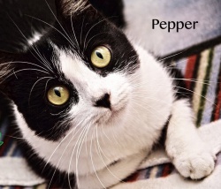 Pepper wants to be your Virtual kitty!
