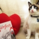 Purr Project Newsletter February 2020