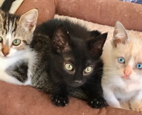 Purr Project Newsletter March 2020