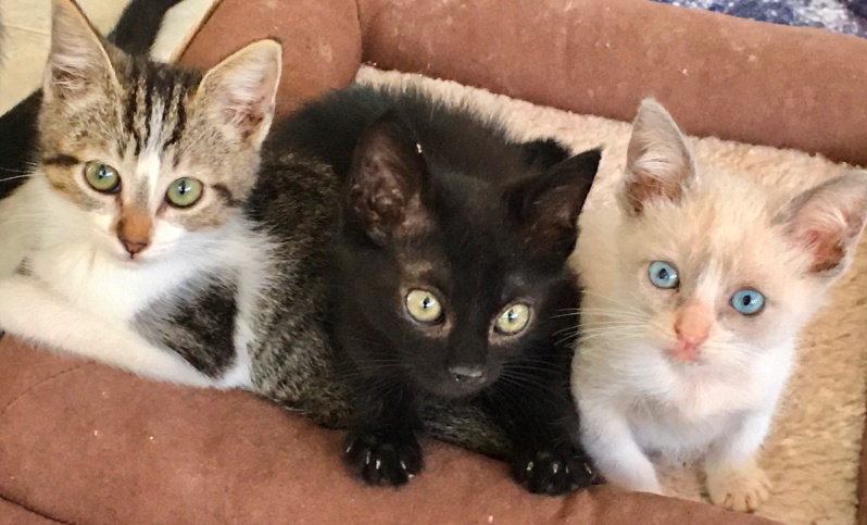 Purr Project Newsletter March 2020
