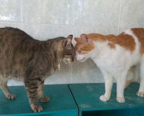PuRR Project Newsletter May 2020 Tony & Taco
