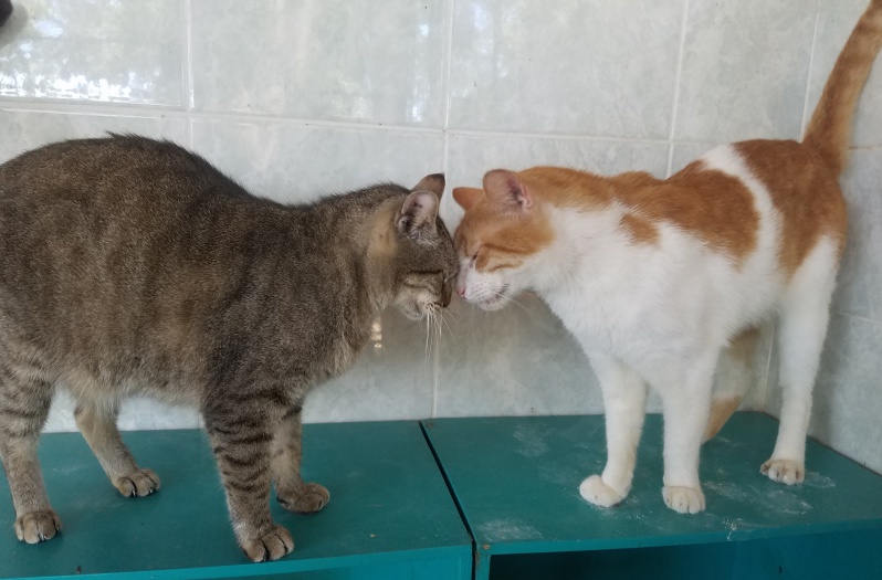 PuRR Project Newsletter May 2020 Tony & Taco