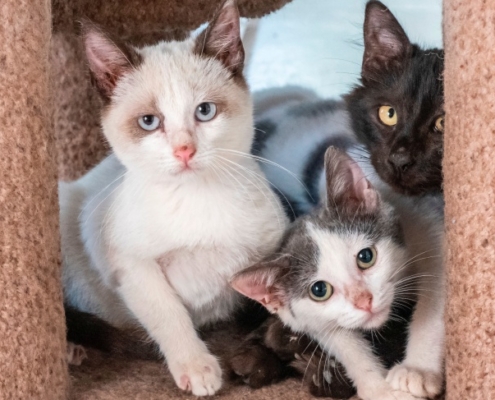 PuRR Project June 2020 newsletter