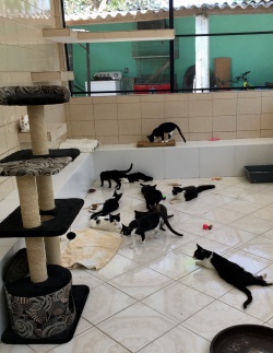 Kittens checking out their new casita!
