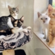 July 2020 PuRR Project Newsletter