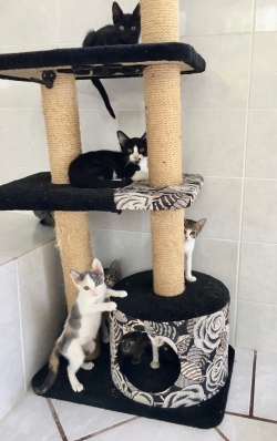 Kittens in the Nursery.