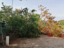 Trees down in the yard!