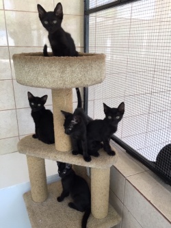 A tower of black kittens!