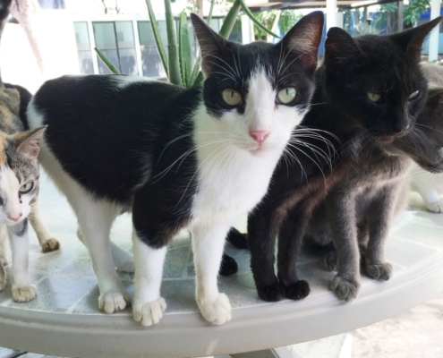 PuRR Project - Puerto Vallarta - November 2020 Newsletter