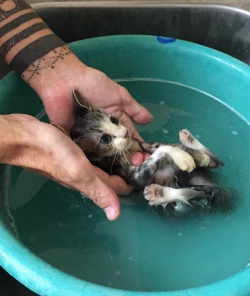 Annalisa gets the spa treatment.  Who says cats don't like water!